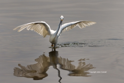 Egret;Egretta-thula;Forage;One;Snowy-Egret;avifauna;bird;birds;color-image;color